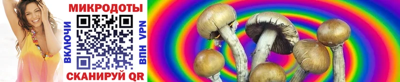 Купить  Томмот  Псилоцибиновые грибы Psilocybine cubensis 